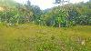 Agricultural Land for Sale in Naga, Cebu